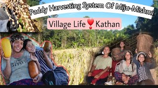 Paddy Harvesting System of Miju- Mishmi/ Village life of Kathan❣/ Vlog-28/ Arunachal Pradesh