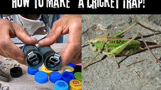 How to Make Your Own Homemade Cricket Trap! BUSHCRAFT, fishing, hunting, trapping, CAMPING