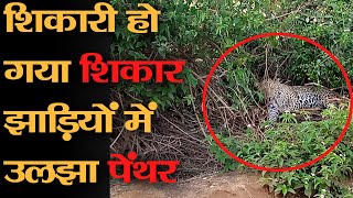 Salumbar में अपने शिकार से पहले ही झाड़ियों में उलझ गया Panther - किया Rescue