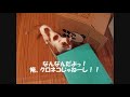 【猫】クロネコヤマトのダンボールで猫小屋を作る