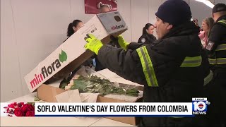 Valentine’s Day flowers arrive in South Florida from Colombia