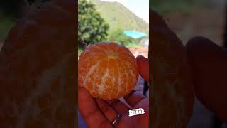 ||Pahadi Narangi ||Pahadi Orange 🍊🍊 पहाड़ी नारंगी 🍊🍊