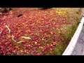 kyoto japan walk golden temple kinkakuji and autumn leaves 金閣寺と紅葉 november 21 2022