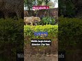 Wildlife Jungle Animals Adventure | Fun Time 🐆🐅 #wildlife #jungle #animals #adventure #fun #time 🦍🦌