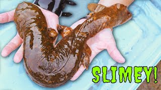 GIANT Slimy Alien Caught!