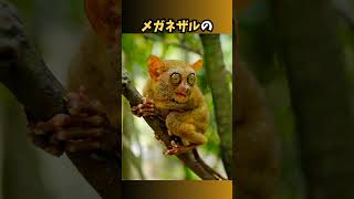 動物に関する雑学#animals#生態解説#いきもの#サル#カピバラ#メガネザル#ライオン#猿#生物#咆哮#哺乳類 #生き物