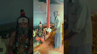 அம்மாவின் அருளால் அதிசய காலிஃபிளவர் நான்கு பூவுடன் விளைந்த இருக்கிறது #senthilsiddhar  #mystery