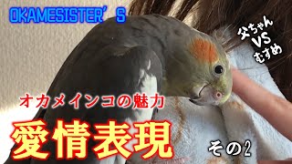 オカメインコ愛情表現はこんなに奥深い！好き、嫌い、普通と一目瞭然！さて、父ちゃんVS娘！勝利はどちらに！？モアちゃん、そんなにえこひいきしないでよ～、父ちゃんいじけるぞ～