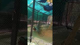 ମୟୁର ପକ୍ଷୀ 🦚🦚#park #shortvideo #ytshorts #viral