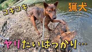 【コキコキ】とにかくヤリたいばっかりの猟犬リキ