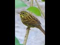 スズメに似た野鳥