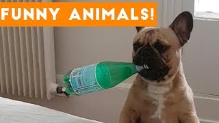 Funniest Pets of the Week Compilation November 2017 | Funny Pet Videos