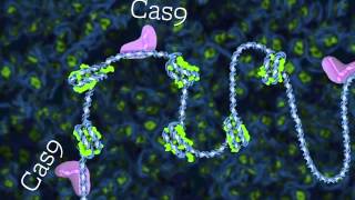 Редактирование генов с помощью CRISPR-Cas9