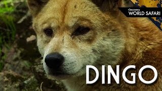 The Dingo Australian Apex Predator