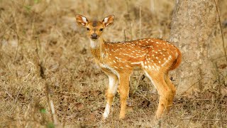 Amazing Animals Captured in Stunning 4K - Pretty Nature Videos