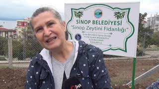 asırlık sinop zeytini toprakla buluştu son