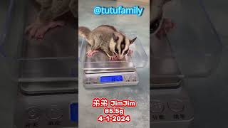 弟弟 JimJim 85.5g姐姐 Gigi  86.9g肚肚家族每月體重 4-1-2024【蜜袋鼯的生活日常】【 Sugar Glider 】【フクロモモンガ】 @tutufamily