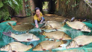 The girl made a fish trap in the stream, and caught a lot of fish.