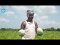 గుమ్మడి కాయ సాగు లాభాలు నష్టలు.. gummadi kaya cultivation profit u0026 loss pumpkin farming i dream