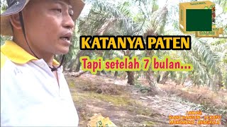 KATANYA PUPUKNYA PATEN, FAKTANYA...?