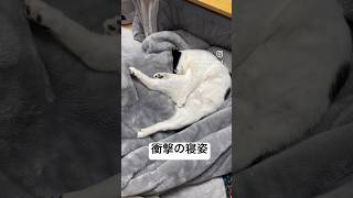 足を広げて豪快な寝相で寝てる猫