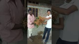 KARYON RESULT IN GROUND NUT / ಕೆರನ್ ಮಾರ್ಗದರ್ಶನದಲ್ಲಿ ಅದ್ದೂರಿ ಬೆಳೆ