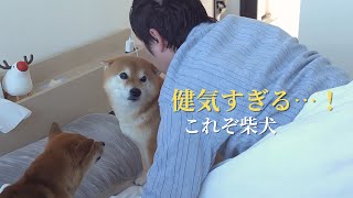 どうしたの？体調不良の飼い主を察知！柴犬の優しい行動に癒される。