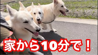 桜と言えばお花見！愛犬と行くご近所散歩でお花見気分！！