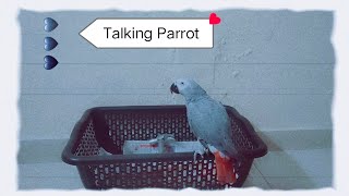 Mr. Ash😎 - African Grey Parrot 🦜- Talking in telugu