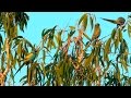 Rare Hooded Parrots in Pine Creek Australia in 4K