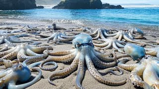 Octopus Infestation! Xiao Zhang Found Dozens Of Octopuses After Turning Over The Reef