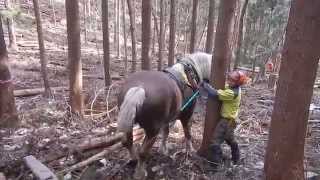 Horse Logging in Japan 1 【馬搬 in 遠野市 1】