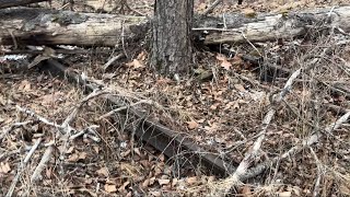 Old tracks still in place. Schuylkill Haven PA.