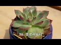 다육이 이름 300종 한번에 외우기 300 kinds of succulent plants