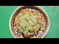 다육이 이름 300종 한번에 외우기 300 kinds of succulent plants