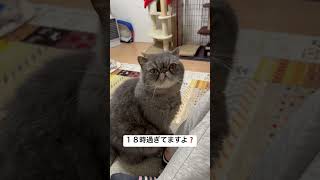 ご飯の時間をお知らせする猫！の巻 #shorts #猫の日 #猫 #かわいい猫 #cat #cute #猫のいる暮らし #猫のいる生活 #エキゾチックショートヘア