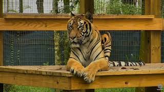 Hoover Tiger's Big Yawn