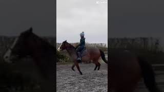 Such a good boy #horse #equestrain #equestrianlife #younghorse