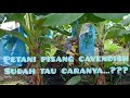 Petani Cavendish Banana di Malaysia