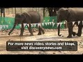 elephants show cooperation on test