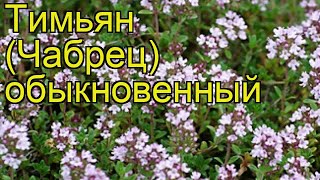 Тимьян (Чабрец) обыкновенный. Краткий обзор, описание характеристик, где купить саженцы