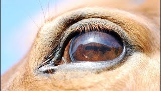 Eye worm thelazia #shorts #shot #eye #disease #vet #goat #treatment #animalshorts #rajuvas