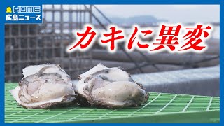 冬の味覚カキに異変 今年は厳しい残暑の影響で水揚げの解禁が3週間遅れる形に