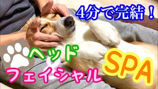 【コレがオススメ！】「愛犬のマッサージならこんな感じで」犬のフェイシャル\u0026ヘッドマッサージ