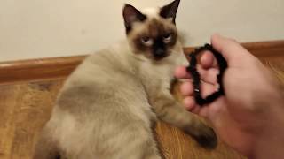 Funny Siamese Cat Videos