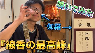 【嗅ぐ】線香、伽羅(きゃら)の香りを嗅ぐ！どんな香りなのか！？#浄土真宗本願寺派 ＃線香＃伽羅#仏具