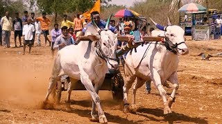 Powerful Navlur bulls | Gokula bailgadi sharyat