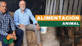 Alimentación Animal pt4. | Panorama Agropecuario