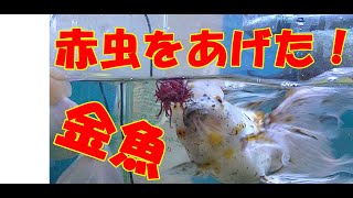 おやつに赤虫をあげてみた！金魚に赤虫をあげたら一匹だけが・・・