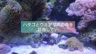 小型水槽でハタゴイソギンチャクの長期飼育にチャレンジ！